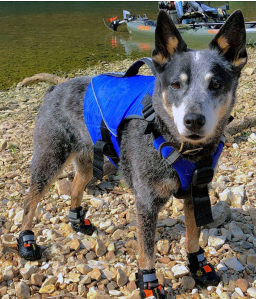 Pup Float - Life Jacket for Dogs